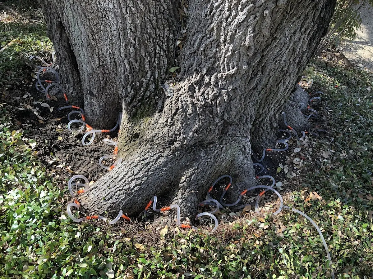 Detailed Tree Cabling and Bracing job site in Detroit Lakes
