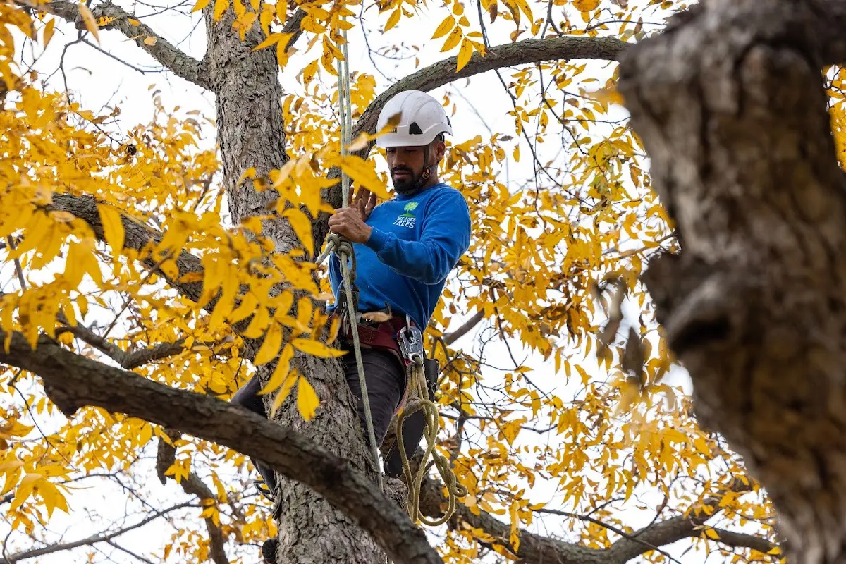 Skilled Tree Pruning crew working in Detroit Lakes