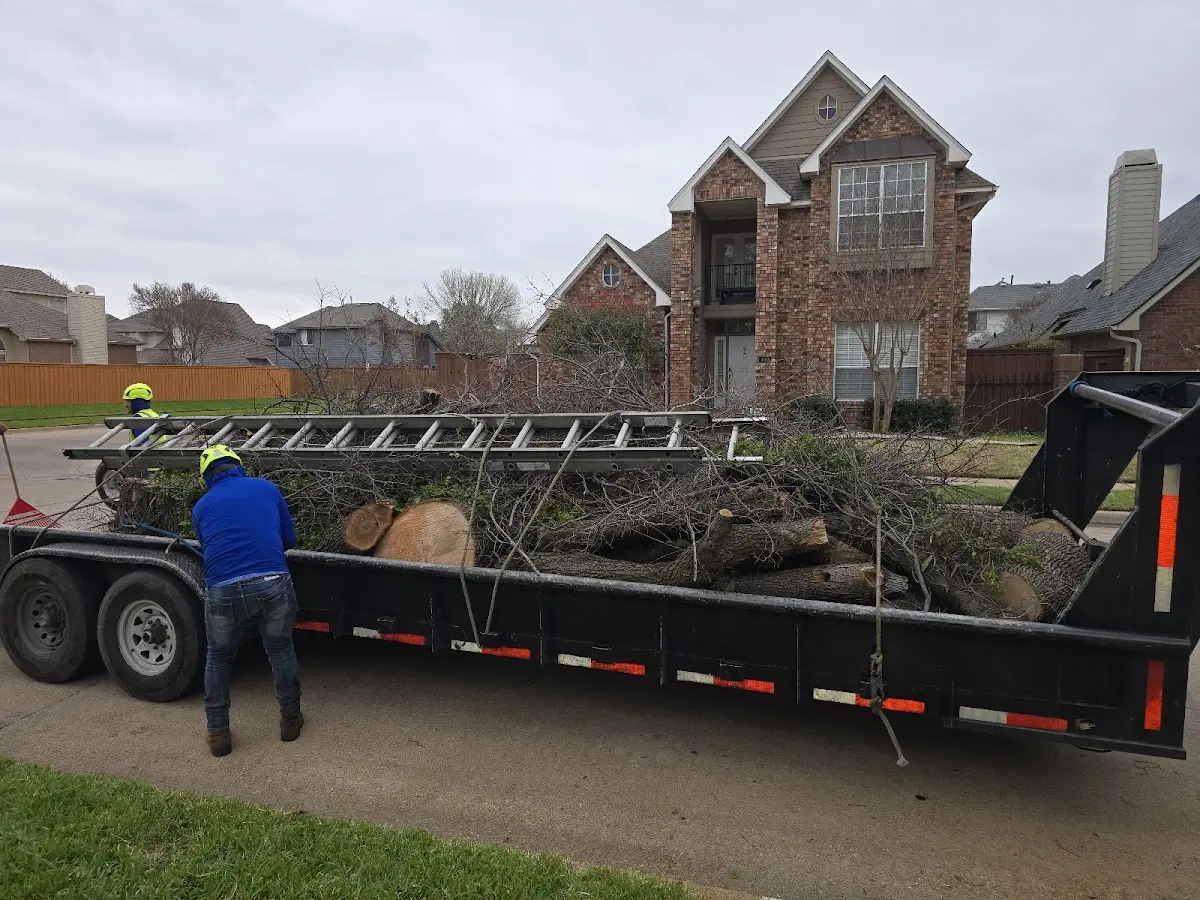 Expert Tree Removal with proper safety equipment in Detroit Lakes